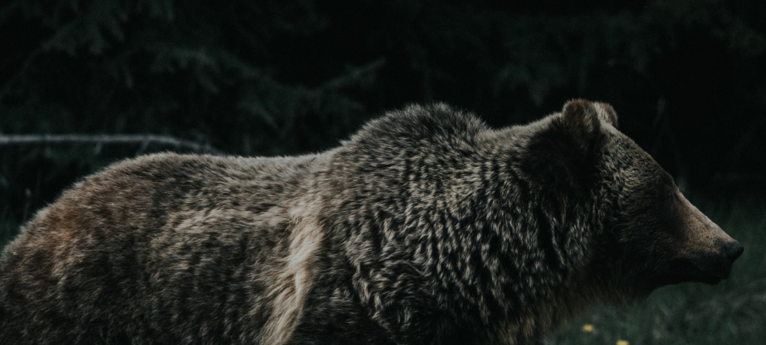 Bağlı Ek İçerik 1